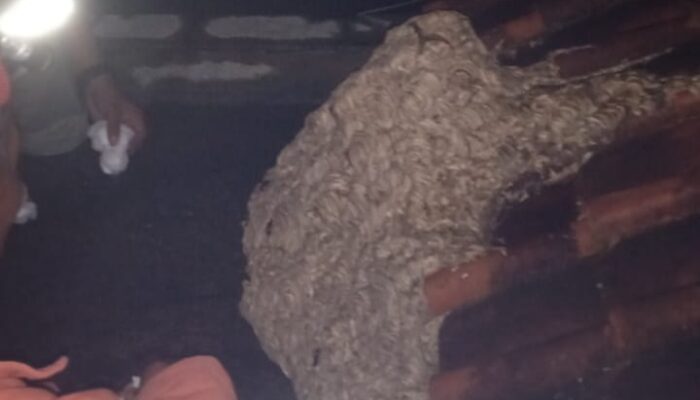 Tawon Vespa Mengamuk di Pesantren, Enam Santri Tersengat