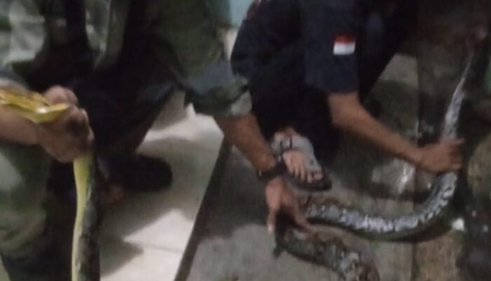 Ular Sanca Gegerkan Warga di Tengah Malam