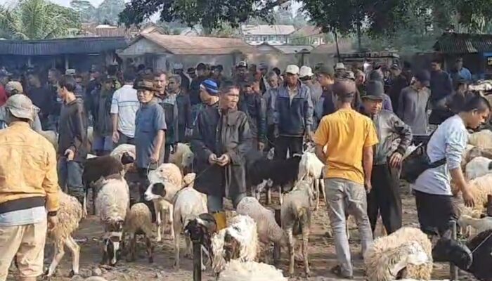 Kenaikan Harga Domba Minimal Rp 500 Ribu, Jelang Iduladha