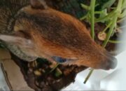 Satreskrim Polres Tasikmalaya Akan Serahkan Kancil ke BKSDA