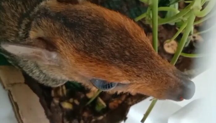 Satreskrim Polres Tasikmalaya Akan Serahkan Kancil ke BKSDA