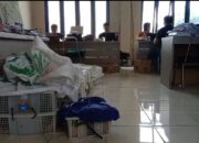 Media Sosial Jadi Sarana Jual Beli Kancil, Hewan yang Dilindungi