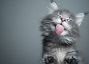 BEGINI, Penjelasan Soal Sayembara Berburu Kucing di Lingkungan Sekretariat DPRD Jabar 