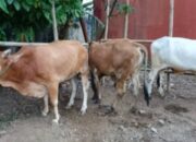 PDI Perjuangan Jabar Sembelih 20 Sapi dan 15 Domba, Ono Surono: Idul Adha Momen Perkuat Spiritual Kader