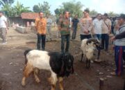 Segini Harga Hewan Kurban di Kabupaten Tasikmalaya Sebelum Iduladha