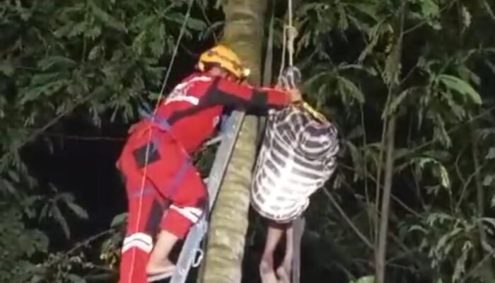Pria yang Pingsan di Atas Pohon Kelapa Akhirnya Meninggal Dunia