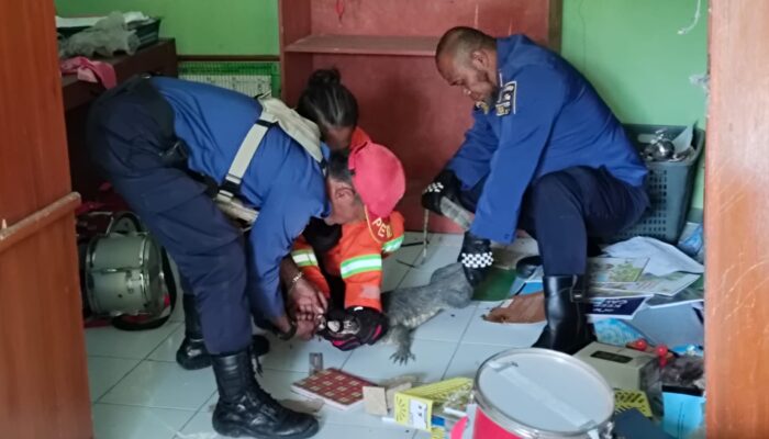 Seekor Biawak Ngamuk di Ruang Kantor Sekolah, Rusak Alat-alat Drumband