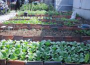 Hasil ‘Buruan Sae’ Kelurahan Merdeka Tembus Resto dan Supermarket