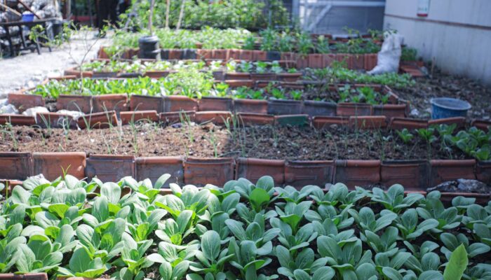 Hasil ‘Buruan Sae’ Kelurahan Merdeka Tembus Resto dan Supermarket