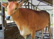 Kontes Ternak dan Ekspo Pangan Jabar, Tampil Sapi Pasundan