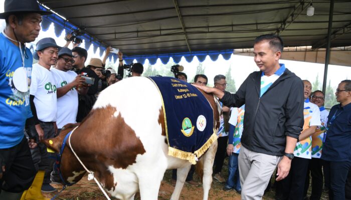 Kontes Ternak di KBB Banyak Pengunjung, Bey Machmudin Optimistis Jawa Barat Mampu Swasembada Pangan