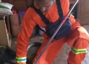 Seekor Ular King Kobra, Tiba-tiba Muncul di Belakang Kulkas Rumah Warga