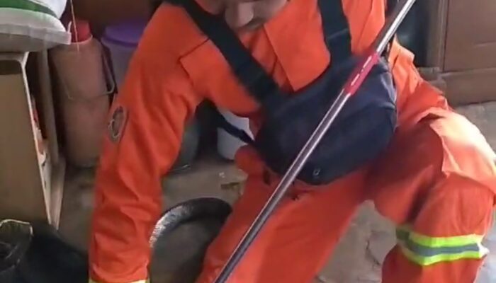 Seekor Ular King Kobra, Tiba-tiba Muncul di Belakang Kulkas Rumah Warga