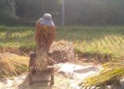 Hektaran Sawah di Kabupaten Tasikmalaya Alami Kerugian Hasil Panen