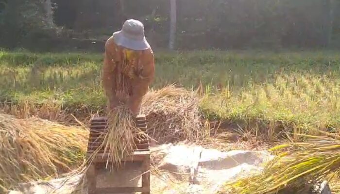Hektaran Sawah di Kabupaten Tasikmalaya Alami Kerugian Hasil Panen
