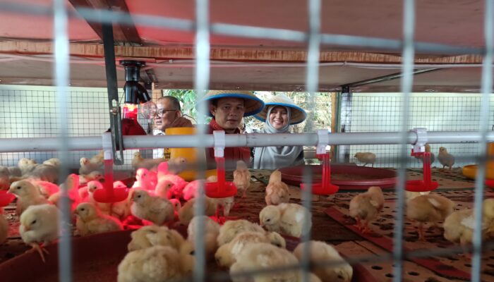 Bank Indonesia Tasikmalaya Bantu Tujuh Kelompok Tani Budidaya Ayam