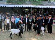 HJKB 214, Pemkot Bandung Gelar Lomba Ketangkasan Domba