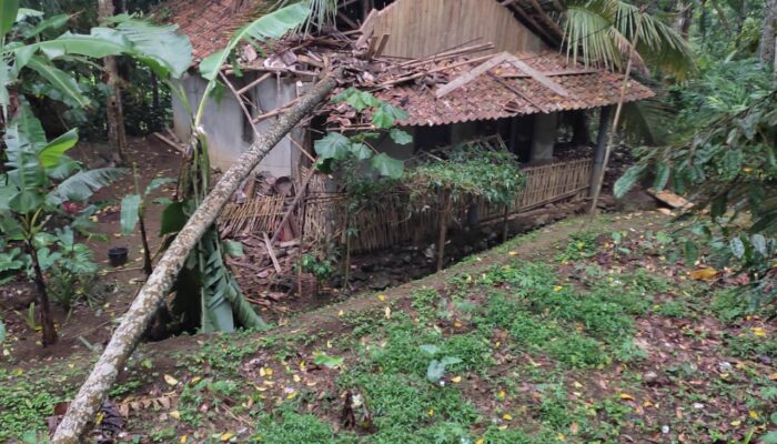 Rumah Hancur Tertimpa Pohon, Pemiliknya Nyaris Tewas
