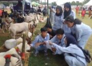 Ajang Kontes Domba Unggul di Bogor: Meningkatkan Ketahanan Pangan Melalui Peternakan Berkualitas