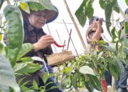 Harga Cabai di Tasik Dijaga Tetap Terkendali