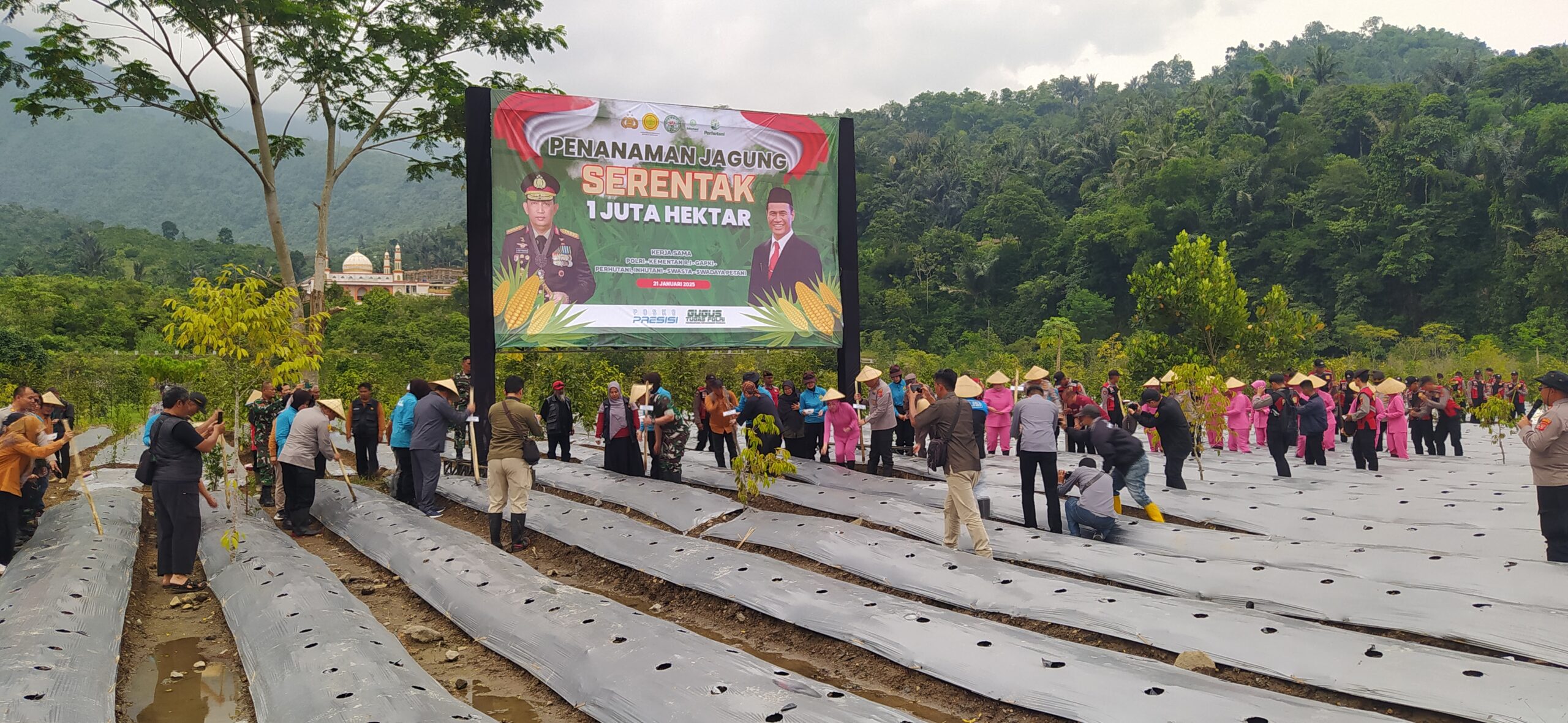 Jagung pada Lahan 34 Hektare