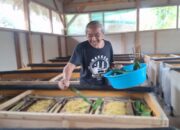 Sukses Ternak Jangkrik, Warga Talun Sumedang Raih Jutaan Rupiah
