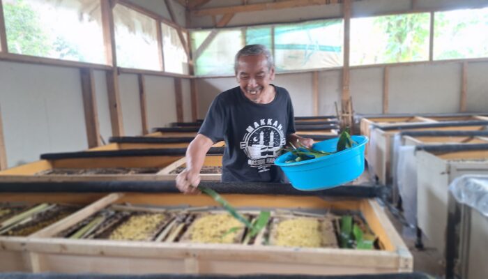 Sukses Ternak Jangkrik, Warga Talun Sumedang Raih Jutaan Rupiah