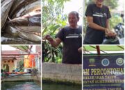 Lele Olahan: Solusi Bergizi untuk Cegah Stunting dan Makan Siang Sehat