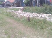 Poktan Sumuradem Timur Keluhkan Aliran Sungai Sarekat yang Tersumbat Sampah