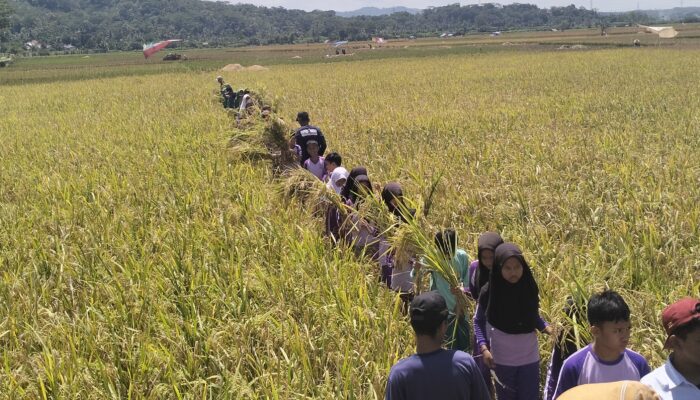 Regenerasi, Beras Organik dan Peningkatan Kesejahteraan Petani Dari Pamarican