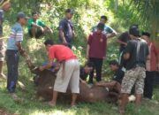 Warga Cipanas Cipatujah Jaga Keharmonisan Antarumat Beragam Di Hari Raya Idul Kurban