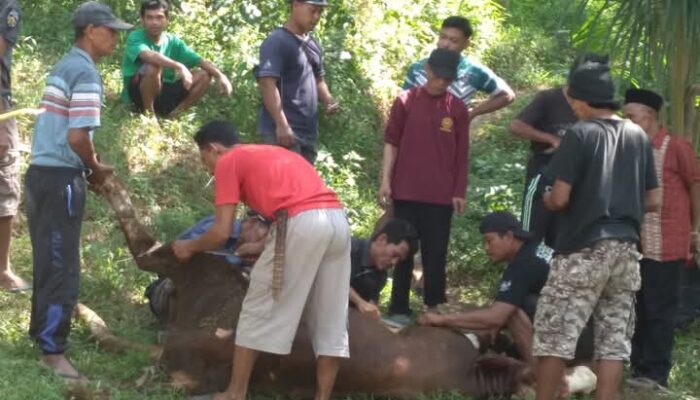 Warga Cipanas Cipatujah Jaga Keharmonisan Antarumat Beragam Di Hari Raya Idul Kurban
