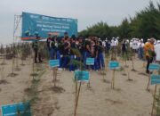 Pesisir Pantai Tiris Pabean Ditanami Pohon Cemara, Program BNI dan Yayasan Madani