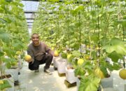 Melon Premium di Karang Resik Tasik, Mantap