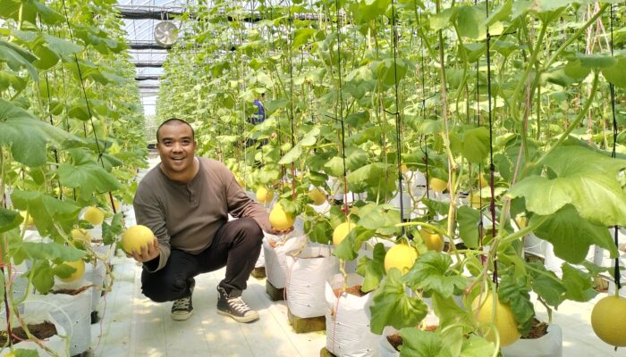 Melon Premium di Karang Resik Tasik, Mantap