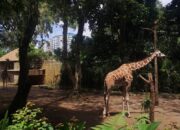 Satwa Jangan Jadi Korban Sengketa, IJPS Jabar Desak Kebijakan Bijak