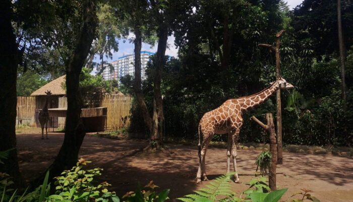 Satwa Jangan Jadi Korban Sengketa, IJPS Jabar Desak Kebijakan Bijak