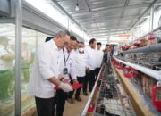 Rumah Pangan PNM: Menko Pangan RI Panen Brokoli hingga Ayam Petelur
