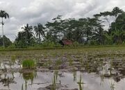 Pemkab Tasikmalaya Perluas Lahan Pertanian Padi Organik