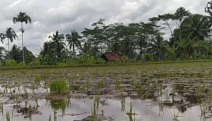 Pemkab Tasikmalaya Perluas Lahan Pertanian Padi Organik