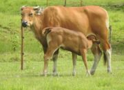 Penguatan Reintroduksi Banteng Jawa di Cagar Alam/Taman Wisata Alam Pananjung Pangandaran