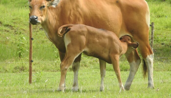 Penguatan Reintroduksi Banteng Jawa di Cagar Alam/Taman Wisata Alam Pananjung Pangandaran