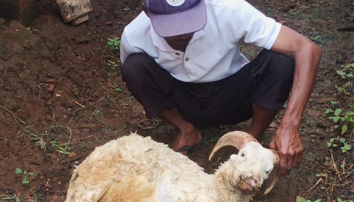 Angka Kematian Domba di Sumedang Meningkat, Peternak Khawatir