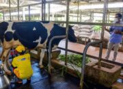 Sumbang Produksi Susu Nasional, Pemkab Bandung Barat Ingin Terus Genjot Produksi Lokal