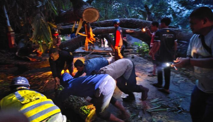 Dua Motor Ringsek Tertimpa Pohon, Polisi Pastikan Jalur Ciseuti Kembali Normal