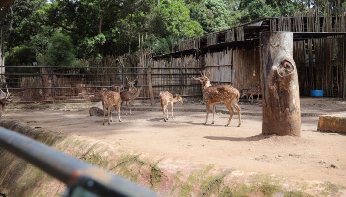 Pemerintah Siapkan Seleksi Terbuka Pengelola Baru Bandung Zoo, Masa Transisi Maksimal 3 Bulan