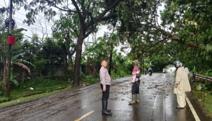 Cuaca Ekstrem Mengamuk: Pohon Jati Raksasa Lumpuhkan Jalur Sumedang–Cirebon