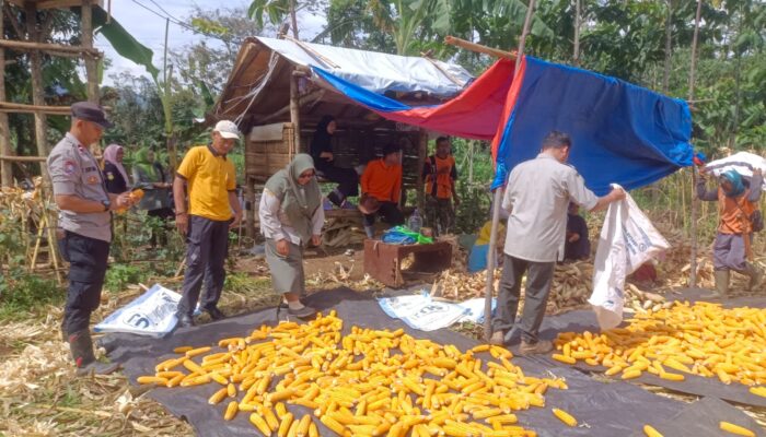 Sinergi “Empat Pilar” Ubah Lahan Tidur Desa Genereh Jadi Lumbung Jagung Hibrida Standar Bulog