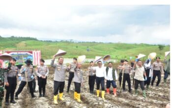 Sinergi Polri Dan Pemkab Sumedang: Akselerasi Swasembada Pangan Lewat Tanam Jagung Massal