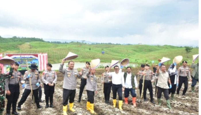 Sinergi Polri Dan Pemkab Sumedang: Akselerasi Swasembada Pangan Lewat Tanam Jagung Massal